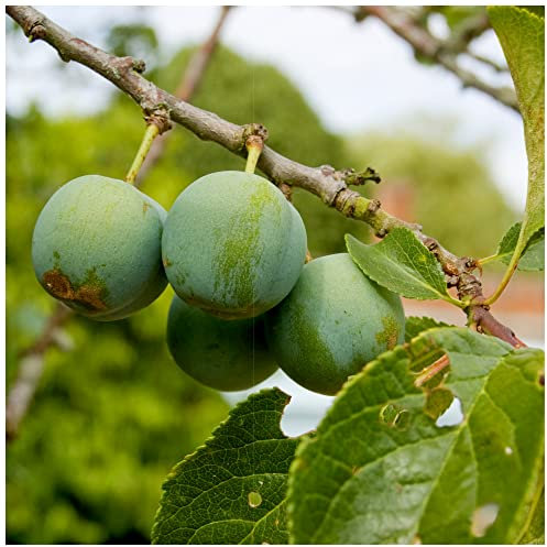 Cambridge Gage Plum Tree in a 6L Pot Self-Fertile with Sweet Honey Flavour,Green Gage 3fatpigs®
