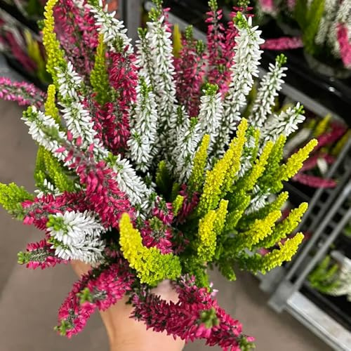 semillas resistentes al brezo - decoracion balcón jardín exteriores 500pcs