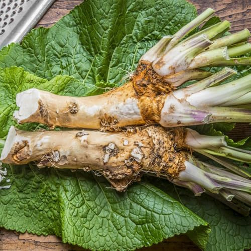 semillas de rábano picante resistentes cocina de jardín Comprar rábano picante culinarias, invierno, aromáticas 350pcs