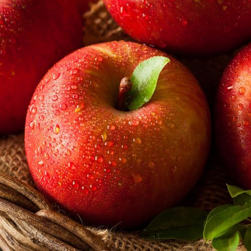 semi di melo-vere,decorative da appartamento,semi di Coltivazione di semi,da frutto colonnari Semi di,per esterno da 200pcs