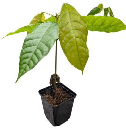 1 Kakaobaum | Theobroma Cacao | Varietät Colorado | Kakaopflanze aus Samen aus Südamerika | Selten in der EU | Zimmerpflanze | Schokoladenbaum | Kakaofrucht | Kakaobohnenpflanze