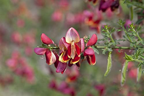 Cytisus scoparius 'Goldfinch' 40–60 cm – Winterhart, Mehrjährig, Pflegeleicht – Besenginster – Zierstrauch für Garten & Beet