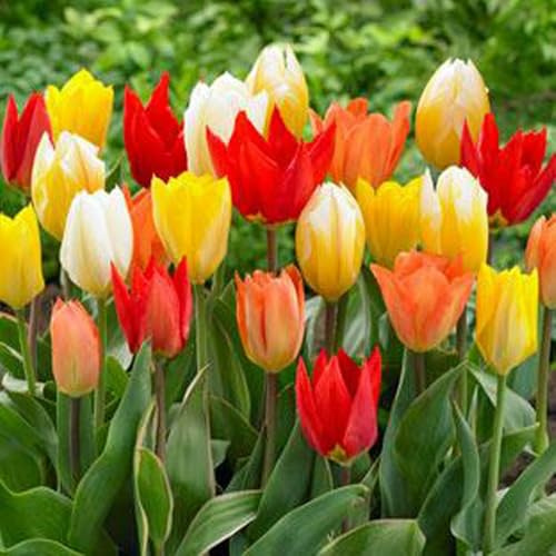 Tulip Bulb, 10 Pack, Radiant Rainbow Smaller Danity Sweet Tulips. Approx 5-6 cm Size Bulbs.