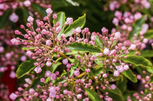 Kalmia latifolia 30-40 cm – Immergrün, Winterhart, Mehrjährig – Berglorbeer – Zierstrauch für Garten & Kübel