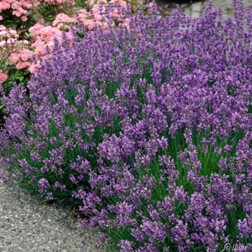 GARTEN SCHLÜTER® Lavendel 'Munsteadt' Lavandula angustifolia - 2 Liter | 1 winterharte Pflanze im Container mit leuchtend blau-lila Blüten als Hecke oder Busch