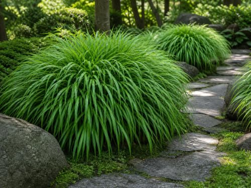 Stauden Gänge 1 x Hakonechloa macra Japanisches Berggras winterhart | Japanisches Berggras – winterhartes Ziergras für Halbschatten bis Schatten, mehrjährig, überhängend, 1 L Topf (11x11 cm)