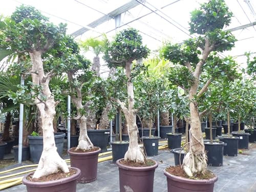 gruenwaren jakubik Ficus Ginseng XXL Bonsai 160-200 cm Feng Shui, ca. 16 Jahre alt, chinesische Feige