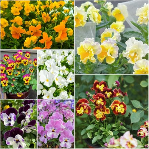 stiefmütterchen - blumensamen sommerblumen wildblumensamen gartenblumen mehrjährig winterhart winterharte stauden bienen wiese balkonpflanzen winterhart gartensamen 450samen
