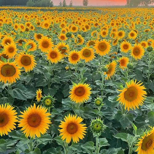 semillas de girasol orgánicas - para exterior, perennes primavera jardín decorativas, 200pcs