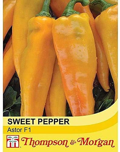 Sweet Pepper Seeds Half-Hardy Annual Vegetable Garden Plants Easy to Grow Your Own at Home 'Astor' 1 Packet 8 Seeds T&M