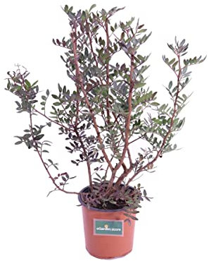 LENTISCO Arbusto Natural de Exterior Característico del Paisaje Mediterráneo