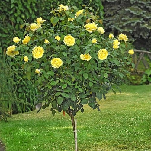 AMDGarden Rosa Golden Perfumella Meilland Gialla ad Alberello h 120 cm Vaso 24 cm