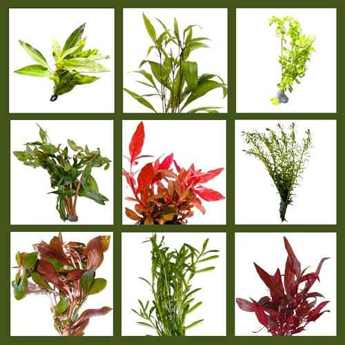 WASSERPFLANZEN WOLFF - 10 Bunde mit schönen kräftigen Aquariumpflanzen - großes buntes Pflanzen Sortiment für ein 100-120 Liter Aquarium, Wasserpflanzen-Set für alle Bereiche, vorne, Mitte und hinten