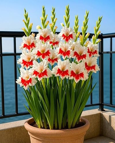 Gladioli Rizomi. Foglie alte e grandi. Ideale per abbellire il paesaggio. Tollera il freddo. (NVNJHJN).-3 Ricciomi-A