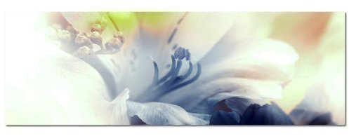 PANORAMA BILD in 150x50cm (Blüte Orchidee blau weiß) TOP Bilder! Wandbild xxl günstig & modern ART PRINT Wandbilder Bilder EXKLUSIVES Fotowandbild auf Leinwand und Keilrahmen Bild Leinwandbild Fotodruck modern Zeitlos Stilvoll wie ein Gemälde Ausführung schöner Kunstdruck auf echter Leinwand als Wandbild mit Rahmen. Preiswerter als Ölbild Gemälde Foto Poster Plakat mit Bilderrahmen.