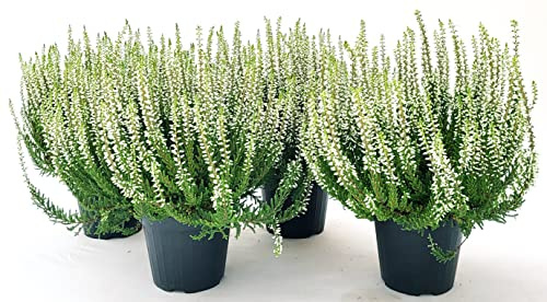 POWERS TO FLOWERS - ERICA CALLUNA BIANCA 4 PIANTE V12CM, piante vere