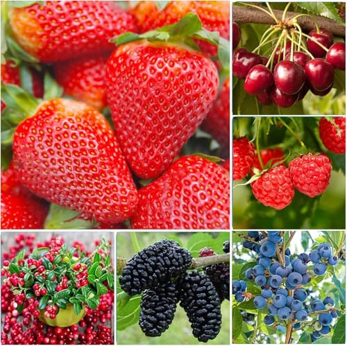 1500+ Mix Fruit Seeds for Planting, 400 Strawberry 200 Blueberry 300 Raspberry 300 Mulberry 200 Cranberry 20 Cherry, 6 Variety Individual Packs
