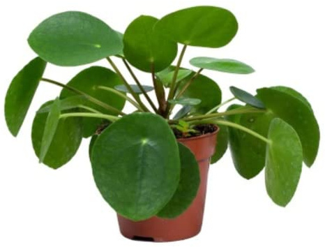 Verdecora Planta China del Dinero | Pilea Peperomioides | Planta natural en maceta de Ø12cm