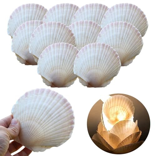 Conchas de Mar Decoración 9-11cm - Conchas de Vieira Naturales Grandes Blancas - 10 Pieza - Accesorios Decorativos para Manualidades y Bricolaje