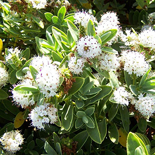 Hebe Albicans, robuste immergrüne blühende Pflanze für den Garten, Zwergstrauch | 9cm Topf