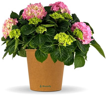 Bloomify® Hortensie Hugo rosa | 30 bis 50 cm großer blühfreudige Bauern-Hortensien | winterharte und pflegeleichte Staude für Garten, Balkon oder Kübel | besonders schöne, prächtige Blüten