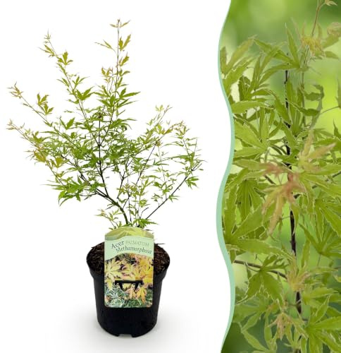 GreenboutiQ - Balkonpflanze - Japanischer Ahorn - Acer palmatum Methamorphosa - Grün - 1 Pflanze - Laubabwerfend - Topf 19cm Höhe 70cm