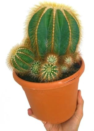 Cactus y suculentas (Eriocactus magnificus)