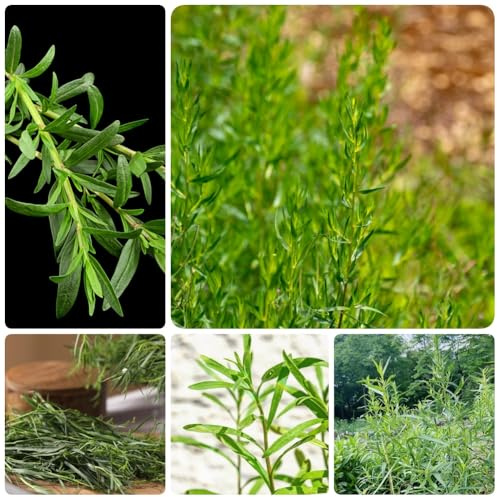 Semi di dragoncello biologici, vecchie varietà semi di medicinali selvatiche resistenti perenni 500pcs