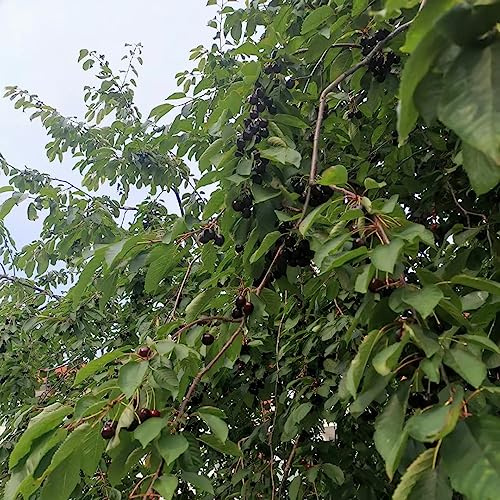 kirschbaum obstpflanzen obstsamen zimmerpflanzen gartenpflanzen säulenkirsche balkonpflanze Kirsche balkon deko zwergobstbäume bonsai topf winterharte kübelpflanzen säulenobstbäume 100samen