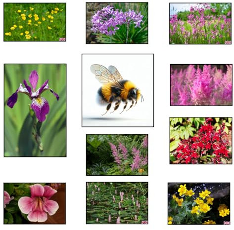 Lincolnshire Pond Plants Ltd Bee Marginal 8 Pack Potted