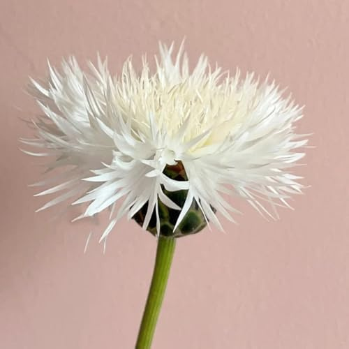 Semi di fiordaliso - biologici Centaurea cyanus - semi di da balcone resistenti perenni seminare vecchie varietà 80pcs