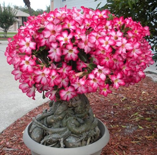 adenium obesum, Wüstenrose, 10 frische Samen, MIX aus den besten Sorten/Farben