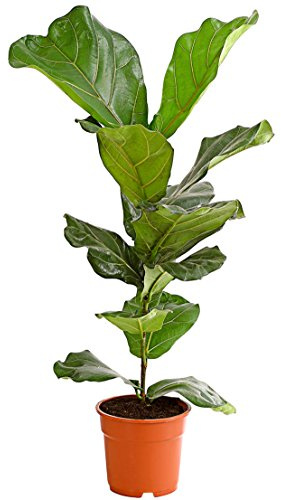Dehner Geigenfeige, imposantes Blattwerk, ca. 65-75 cm, Ø Topf 17 cm | Ficus lyrata, aufrecht wachsende Zimmerpflanze, pflegeleicht, für helle bis halbschattige Standorte