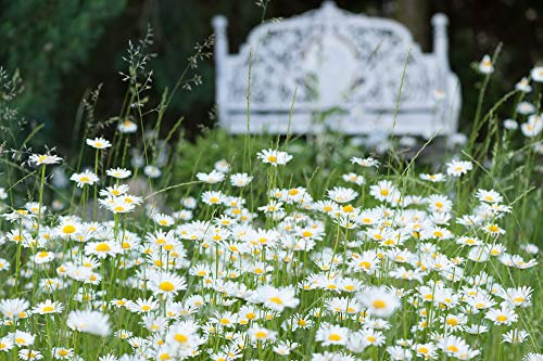 Ox-Eye Daisy 1000 Seeds,Marguerite, (Leucanthemum vulgare) Perennial