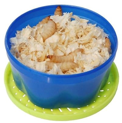 proinsects Bienenmaden | lebend | 40 Stück | Angelköder | Lebendköder