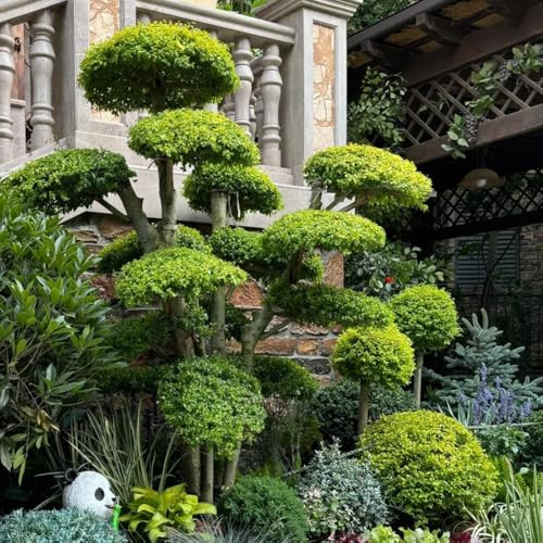 aligustre de hoja resistentes en macetas Ligustro lucidum decoraciones de jardín resistentess rápido crecimiento en maceta balcón verdes, interior 100semillas