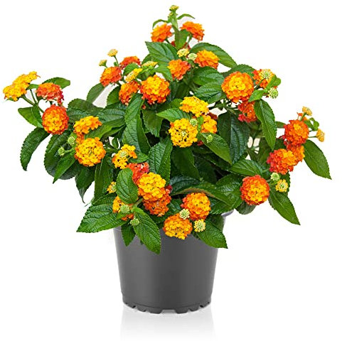 Lantana Natural Planta Resistente de Exterior Fácil de Cuidar