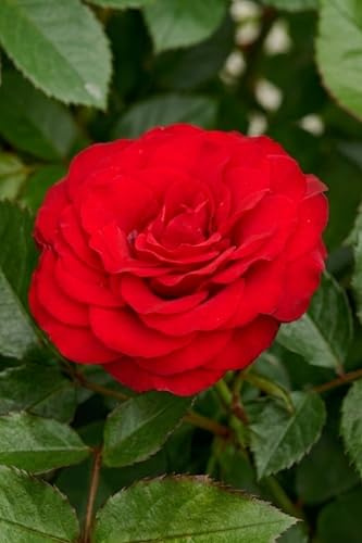 Pianta di Rosa Rifiorente vari colori pianta ornamentale da esterno cespugio di rosa da giardino pianta vera venduta da eGarden.store (Rosso)