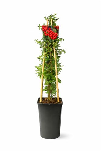 Feuerdorn ‘Red Column’ 50–70 cm – Pyracantha coccinea immergrüner Zierstrauch, winterharte Heckenpflanze mit roten Beeren, dichter Sichtschutz, bienenfreundlich, ideal für Gartenhecken & Vogelschutz