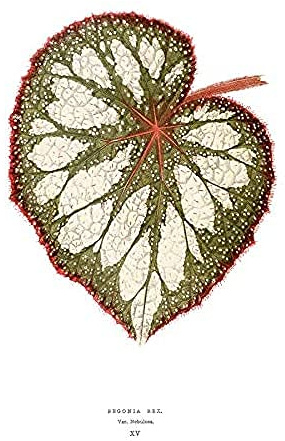 Wee Blue Coo Leaf Begonia Rex Nebulosa Unframed Art Print Poster Wall Decor 12x16 inch