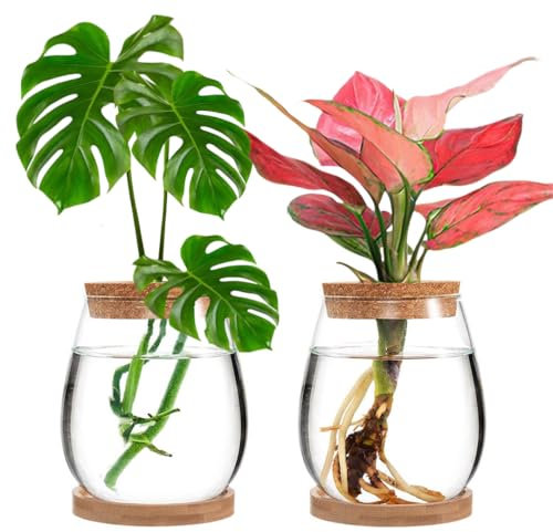 MEETOZ Hydroponic Plant Glass Container, 2 Plant Growing Station, with Wooden Tray, Desktop Glass Planter for Hydroponics Plants Coffee Shop Room Decor ﻿