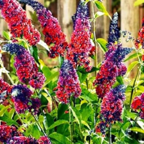 Mixed Butterfly Bush Buddleia Butterfly Plant Live, 4-9 Tall Well-Rooted for Outdoor Gardens, Perennial Shrub, No Pot