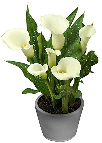 Albomaculata Calla Lilies Flower Bulbs - 3 Lily Bulbs per Pack - Attracts Butterflies and Hummingbirds - Deer Resistant - Good as Cut Flowers - Grows Well in Containers - Perennializing - Live Garden