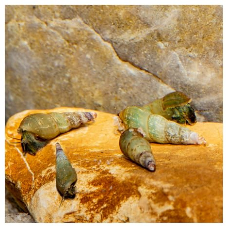 5 x Turmdeckelschnecke Melanoides tuberculatus, Bodengrund-Reinigungscrew | TDS, pflegeleichte, robuste Helfer, Aquariumschnecke, Restevertilger, gegen Fäulnisstellen im Bodengrund, eigene Nachzucht