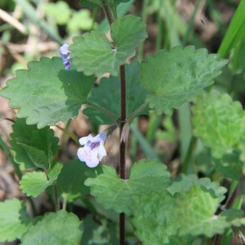 semi di edera terrestre rare giardino rialzata per interno al coperto per la in vaso 50pcs