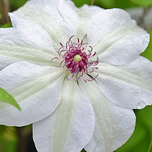 GardenersDream Clematis Miss Bateman - Weiße Kletterpflanzen Winterhart - Clematis Winterhart Mehrjährig Pflanze - Balkon Pflanzen mit Roten Staubfäden