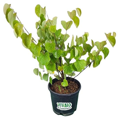 Cercis siliquastrum Albero di Giuda pianta in vaso 1 litri h 50/70 cm Vivaio di Castelletto