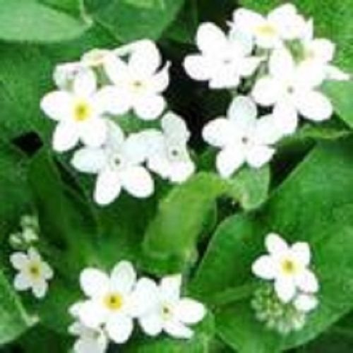 Graines de myosotis blanc pur Heirloom Fleur/vivace/Excellent cadeau paquet de 100 graines