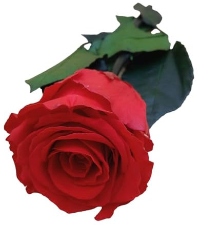 Genérico Rosa Eterna ROJA Natural Preservada. Idea Regalos Mujer para Mama Novia Abuela Hermana Amiga Esposa. Regalo Aniversario Cumpleaños Navidad Mujer. Te Amo Regalo San Valentín
