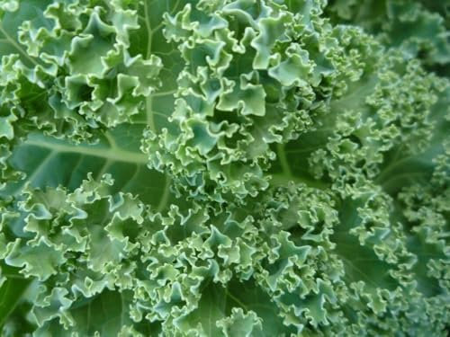 Buy4seeds Kale Borecole VATES Blue Curled 1000 Seeds Easy to Grow Garden Yard Patio